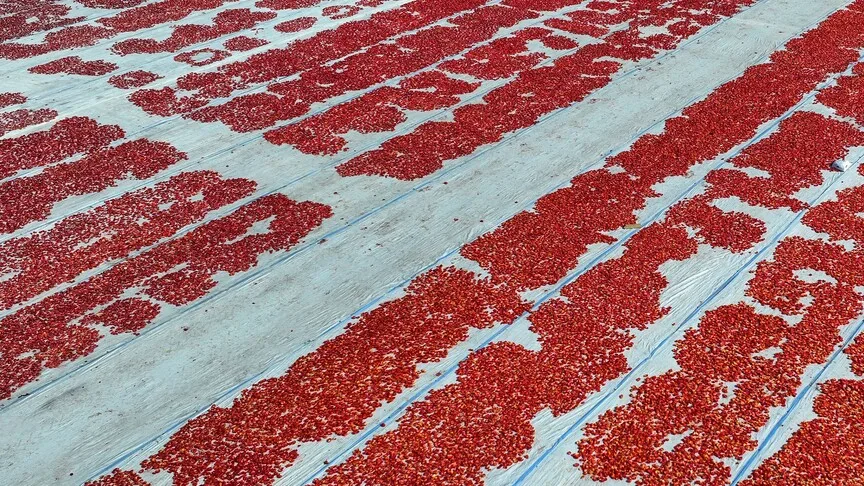 Türkiye, kurutulmuş domates ihracatından 61 milyon dolar kazandı