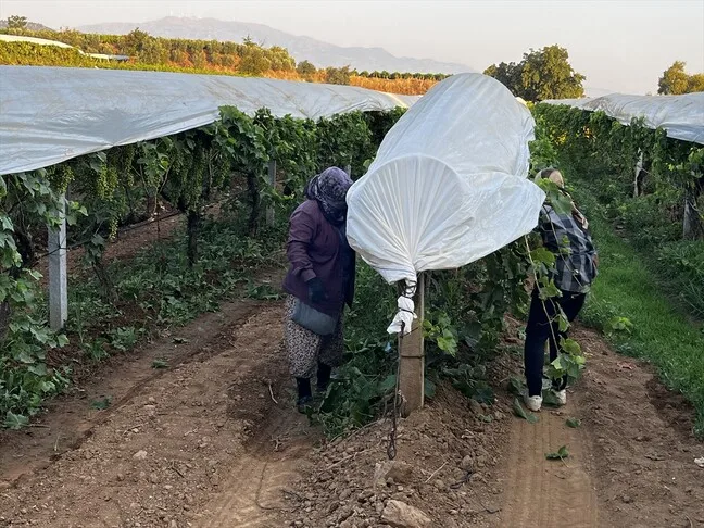 Türkiye Kuru Meyve Sektörü, Yüksek Rekolte ile Pazarları Yeniden Kazanmayı Hedefliyor