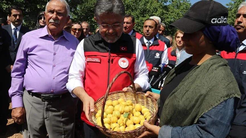 Malatya'da Bereketli Kayısı Hasadı Üretimi Artıracak